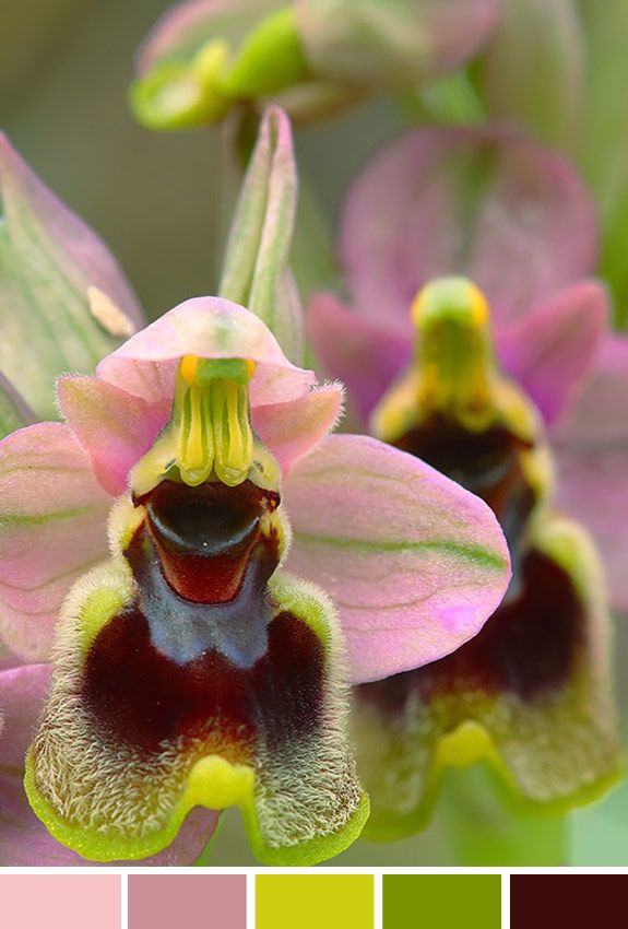 Inspiração do dia: orquídea